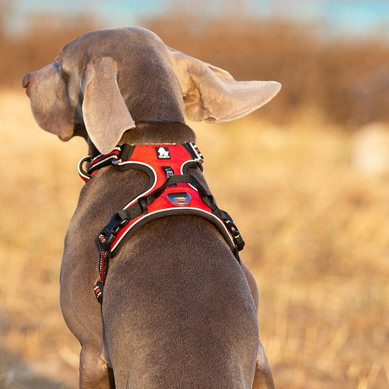 Adventure Reflective Dog Harness